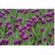 Tulipan Negrita - opak. 5 szt.