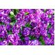 Tulipan Negrita Double - opak. 5 szt.
