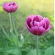 Tulipan Negrita Double - opak. 5 szt.