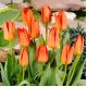 Tulipan Orange Brilliant - opak. 5 szt.