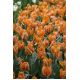 Tulipan Parrot King - opak. 5 szt.