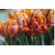 Tulipan Prinses Irene Parrot - opak. 5 szt.