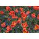 Tulipan Prinses Irene Parrot - opak. 5 szt.