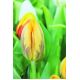 Tulipan Ravana - opak. 5 szt.