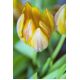 Tulipan Ravana - opak. 5 szt.