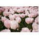 Tulipan Rejoyce - opak. 5 szt.