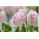 Tulipan Rejoyce - opak. 5 szt.
