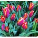 Tulipan Slawa - opak. 5 szt.