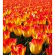 Tulipan Suncatcher - opak. 5 szt.