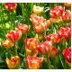 Tulipan Sundowner - opak. 5 szt.