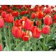 Tulipan Temple of Beauty - opak. 5 szt.