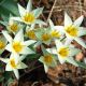 Tulipan Turkestanica - opak. 5 szt.