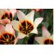 Tulipan Turkish Delight - opak. 5 szt.