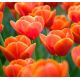 Tulipan Verandi - opak. 5 szt.