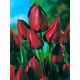 Tulipan Wallflower - opak. 5 szt.