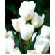 Tulipan White Bouquet - opak. 5 szt.