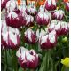 Tulipan Zurel - opak. 5 szt.