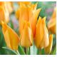 Tulipan Praestans Shogun - opak. 5 szt.