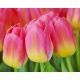Tulipan Tom Pouce - opak. 5 szt.