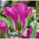 Tulipan Violet Bird - opak. 5 szt.