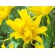 Tulipan Yellow Spider - opak. 5 szt.