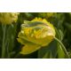Tulipan Golden Glasnost - opak. 5 szt.