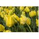 Tulipan Golden Glasnost - opak. 5 szt.