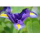 Irys holenderski - Purple Sensation - 10 szt.
