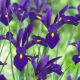 Irys holenderski - Purple Sensation - 10 szt.