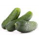 Ogórek Krak - gruntowy konserwowy - NASIONA OTOCZKOWANE