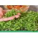 Microgreens - Bazylia właściwa zielona - młode listki o unikalnym smaku