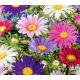 Aster - Madeleine - mieszanka o kwiatach pojedynczych