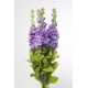Lewkonia letnia Excelsior Miracle mid blue