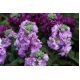 Lewkonia letnia Excelsior Miracle mid blue