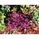 Lobelia przylądkowa karminowoczerwona - Stroiczka