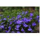 Lobelia przylądkowa niebieska - Stroiczka
