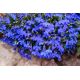 Lobelia przylądkowa niebieska - Stroiczka