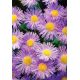 Przymiotno okazałe, Erigeron - różowe