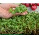 Microgreens - Rzodkiewka czerwona - młode listki o unikalnym smaku