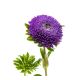 Aster pomponowy - fioletowy