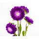 Aster pomponowy - fioletowy