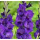 Mieczyk Purple Flora - 5 szt.