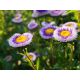 Aster - Liliput Moonshine - mieszanka