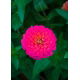 Cynia wytworna Liliput Rose Gem - różowa