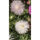 Aster chryzantemowy - biały