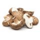Shiitake - Duża paczka - 100 szt. - grzybnia na kołkach