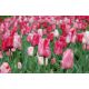 Tulipan Hemisphere - 5 szt.
