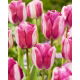Tulipan Hotpants - 5 szt.