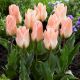 Tulipan Little Girl - 5 szt.