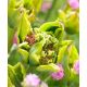 Tulipan Green Bizarre - 5 szt.